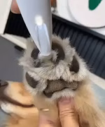 Pet Grooming Clipper - Image 3