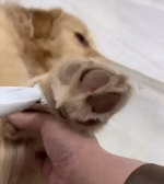 Pet Grooming Clipper - Image 2