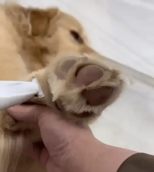 Pet Grooming Clipper - Image 2